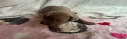 American Bully dogs for sale: American Bully 4 - Ad 4