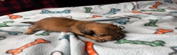Miniature Dachshund dogs for sale: ee cream - Ad 15