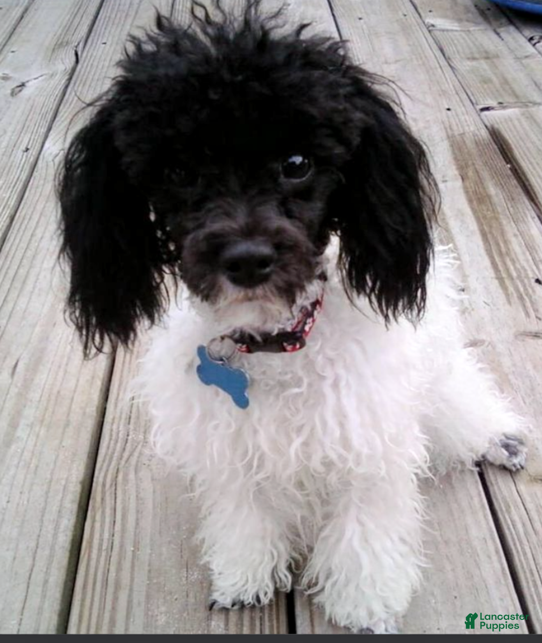 Yorkiepoo dogs for sale: Little Lugnut  - Ad 10