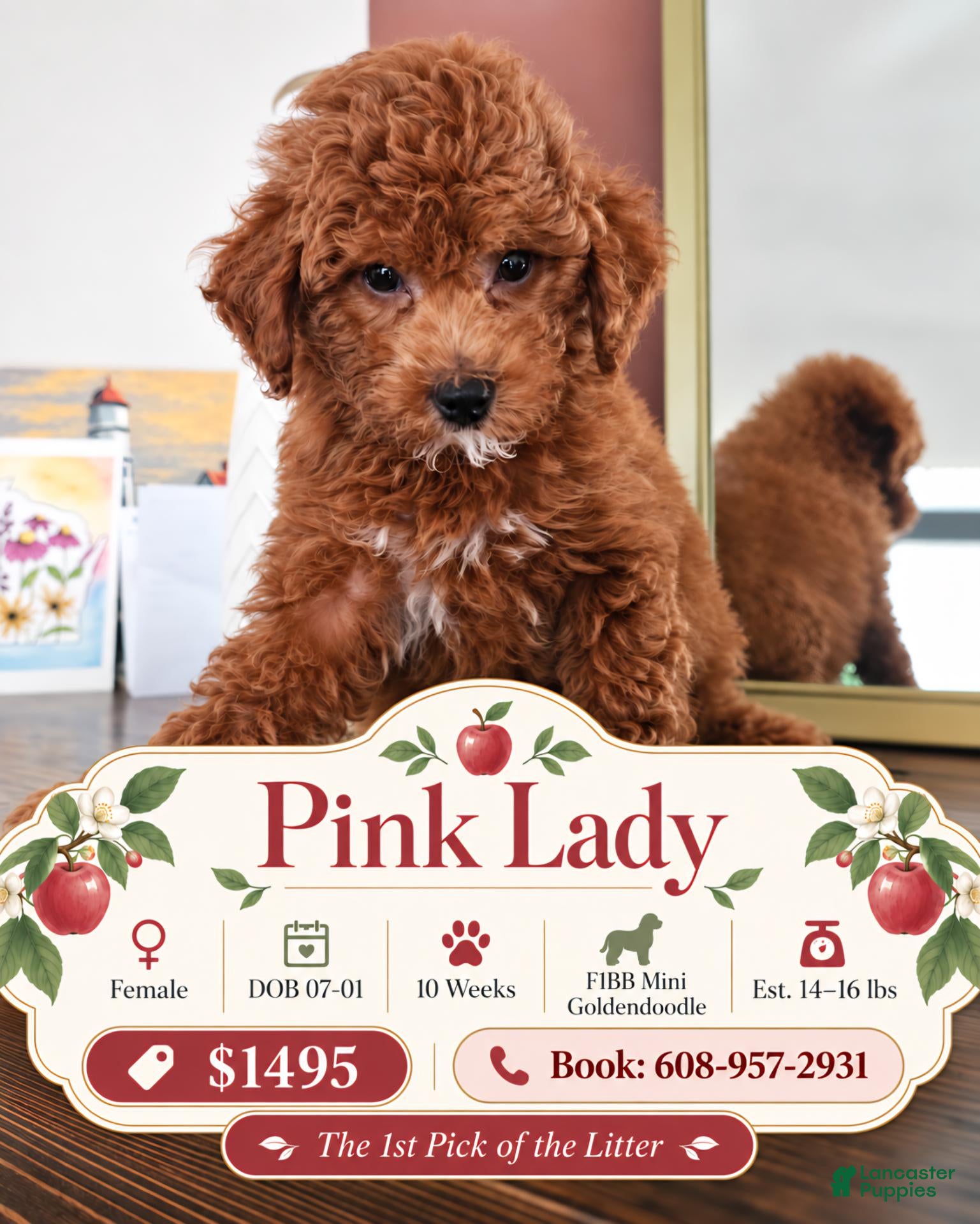 Mini Goldendoodle dogs Pink Lady - Ad 4