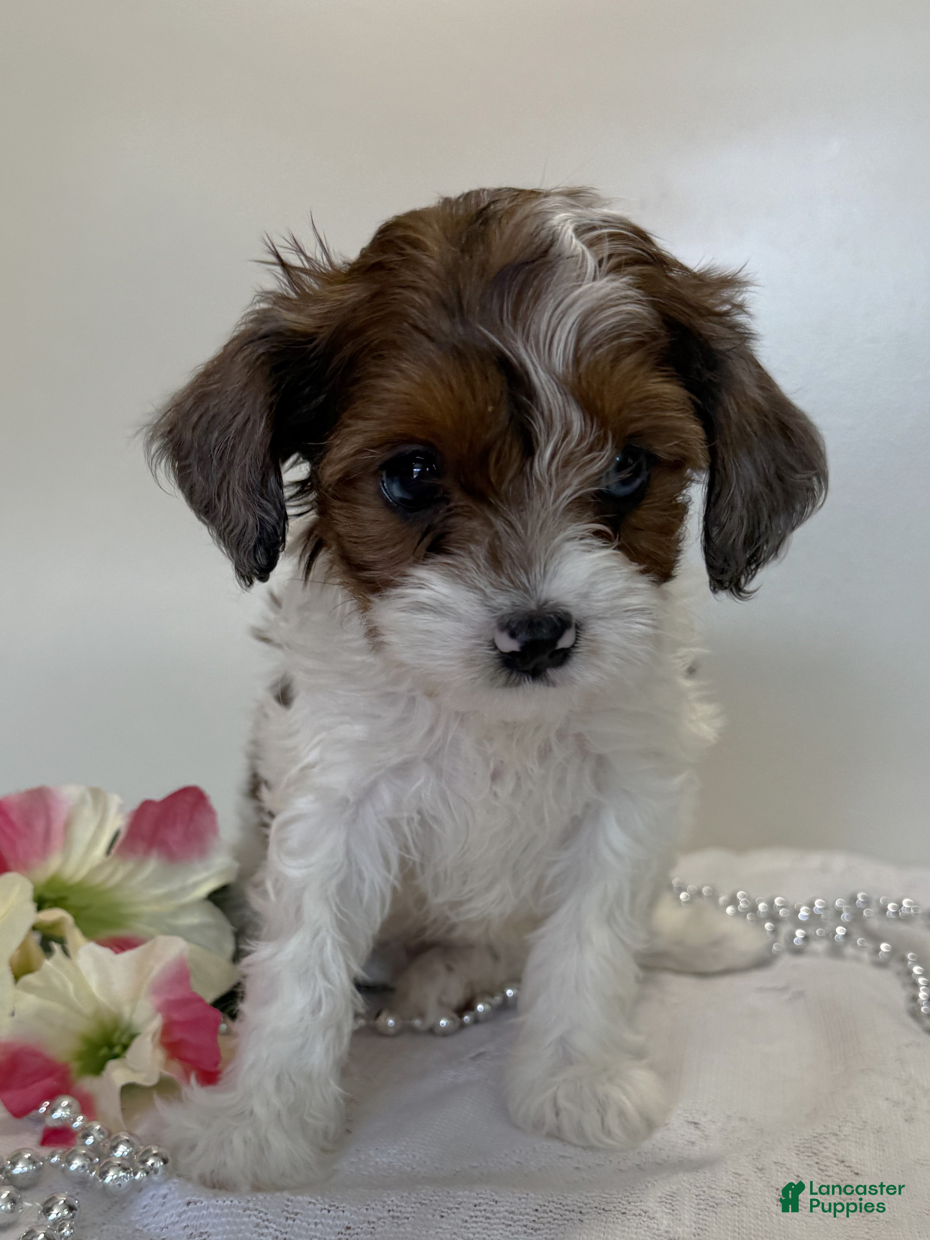 Cavapoo dogs Muffin Cavapoo  - Ad 2