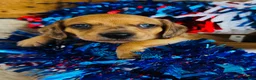 Miniature Dachshund dogs for sale: Jack Daniels - Ad 7