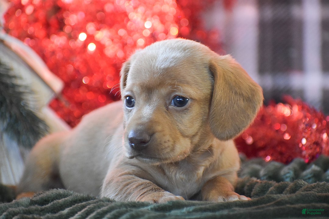 Dachshund dogs for sale: Cookie - Ad 5