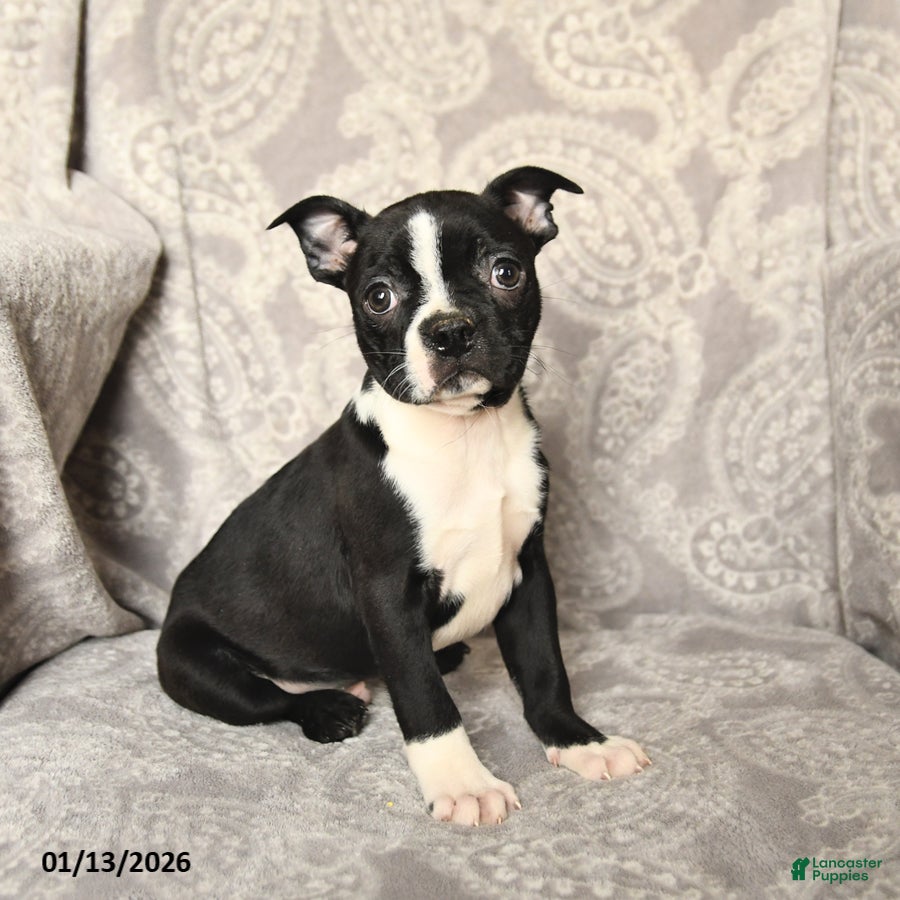 Boston Terrier dogs Joey - Ad 38