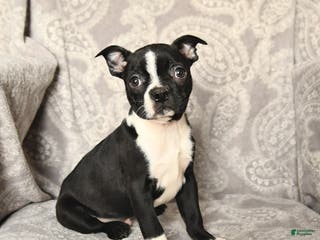 Boston Terrier dogs Joey - Ad 38