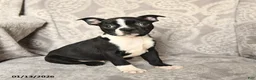 Boston Terrier dogs for sale: Joey - Ad 1
