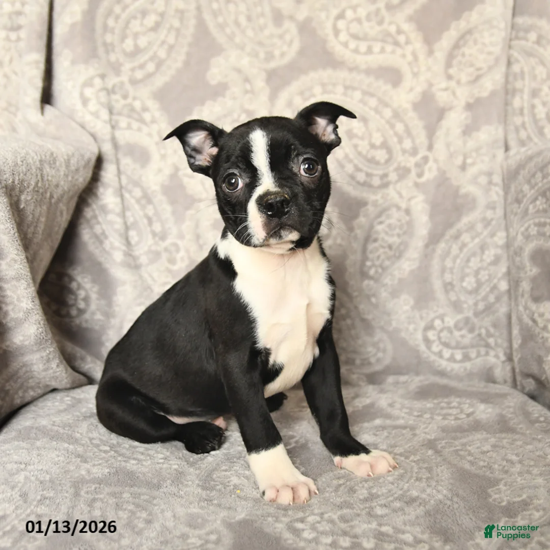 Boston Terrier dogs for sale: Joey - Ad 1