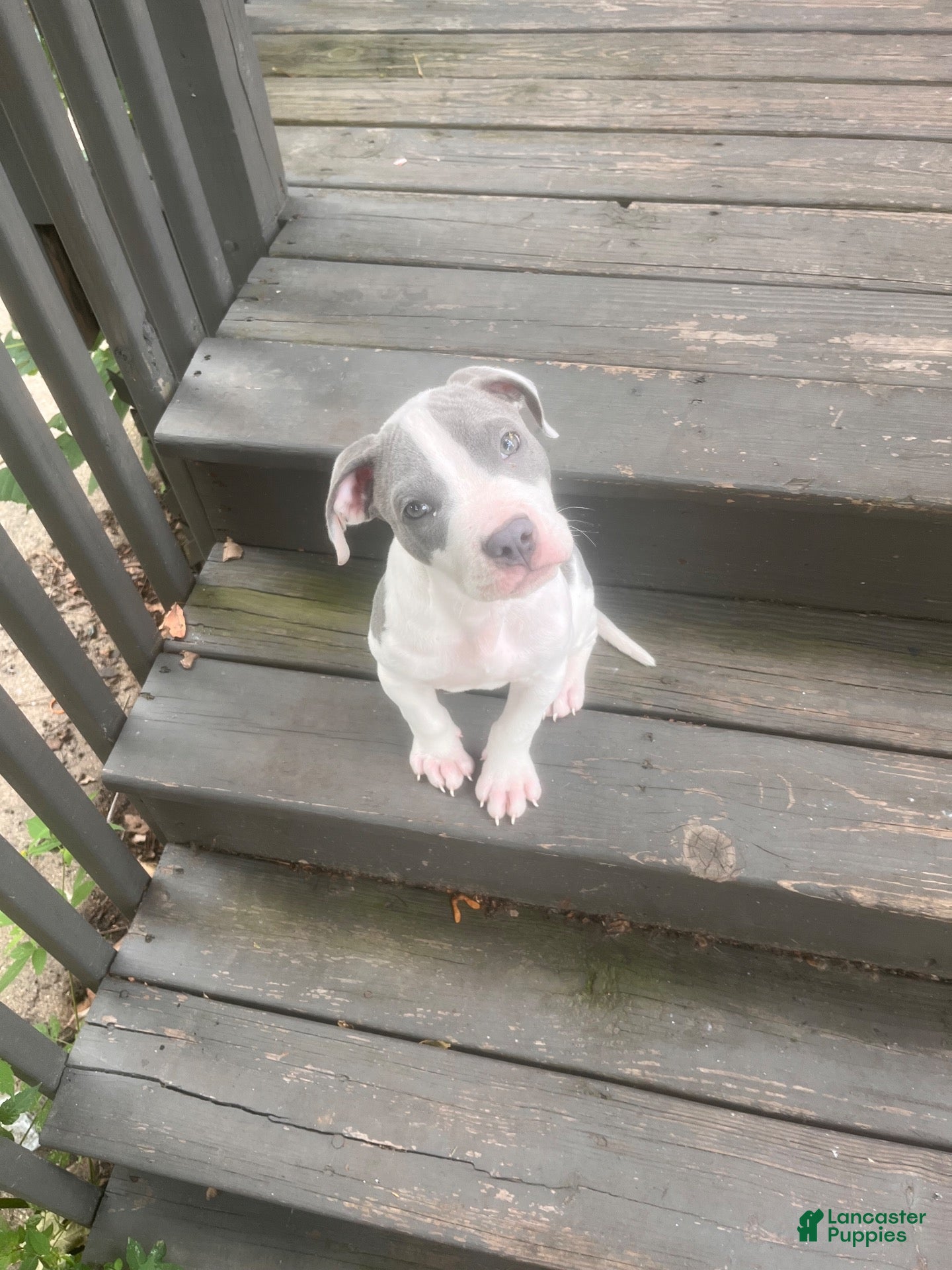 Bull Terrier