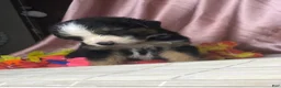 Australian Shepherd dogs for sale: Black tri Australian Shepherd 4 (male) - Ad 5