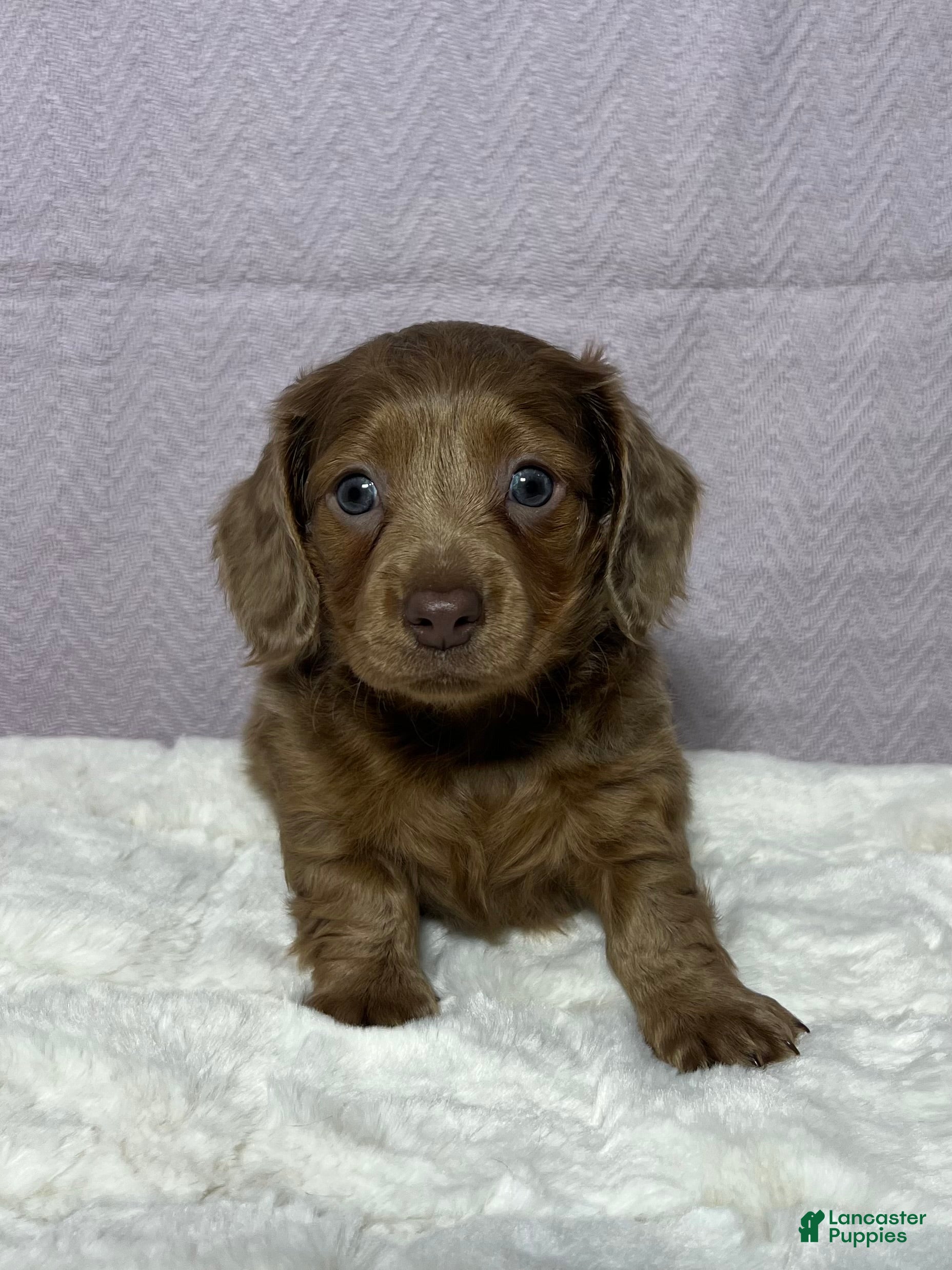 Miniature Dachshund dogs for sale: Miniature Dachshund Puppy 4 - Ad 1