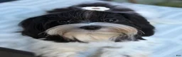 Morkie dogs for sale: Arlo - Ad 2