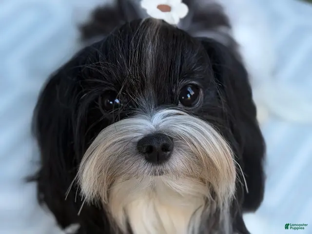 Morkie dogs for sale: Arlo - Ad 2