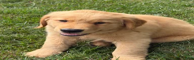 Golden Retriever 2
