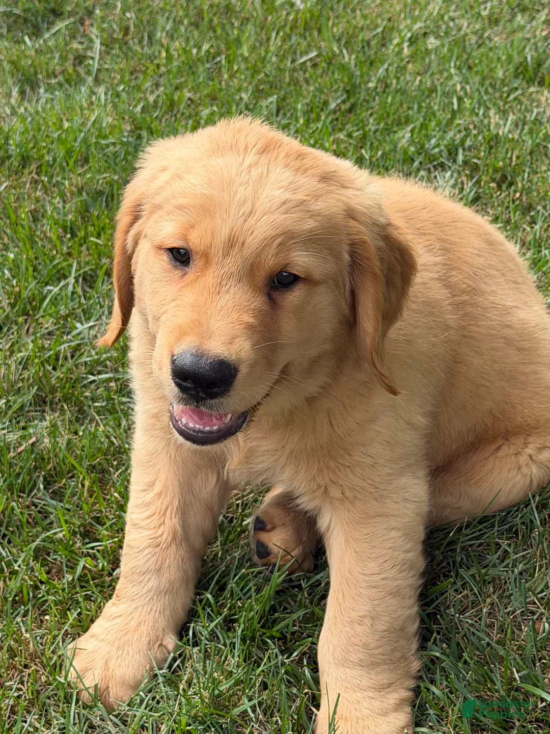 Golden Retriever dogs for sale: Golden Retriever 2 - Ad 1