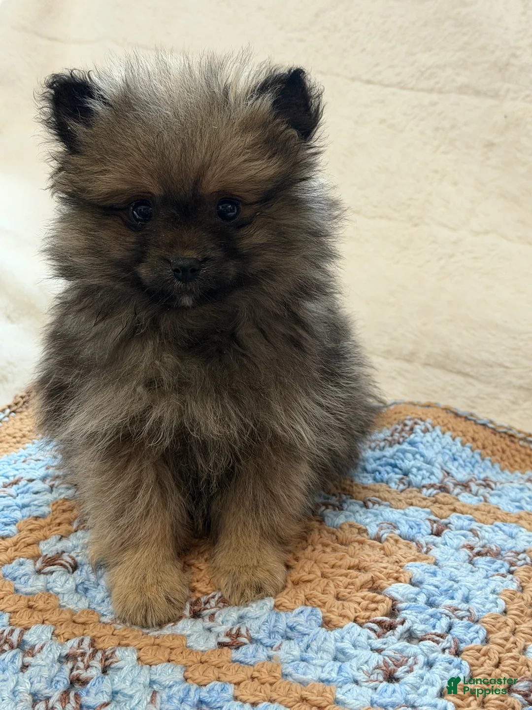 Pomeranian dogs for sale: Mr Fuzzy  - Ad 3