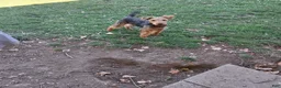 Welsh Terrier dogs for sale: Keely - Ad 4