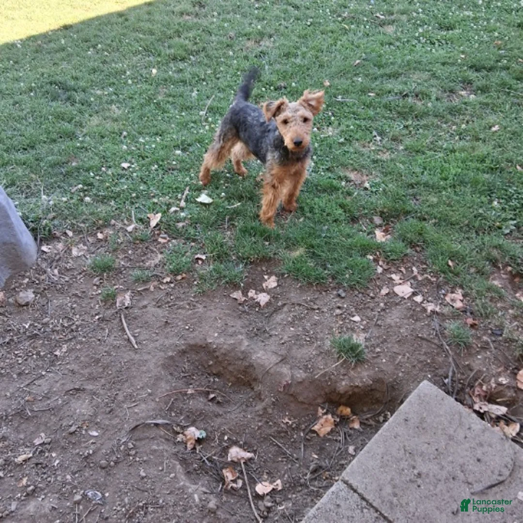 Welsh Terrier dogs for sale: Keely - Ad 4