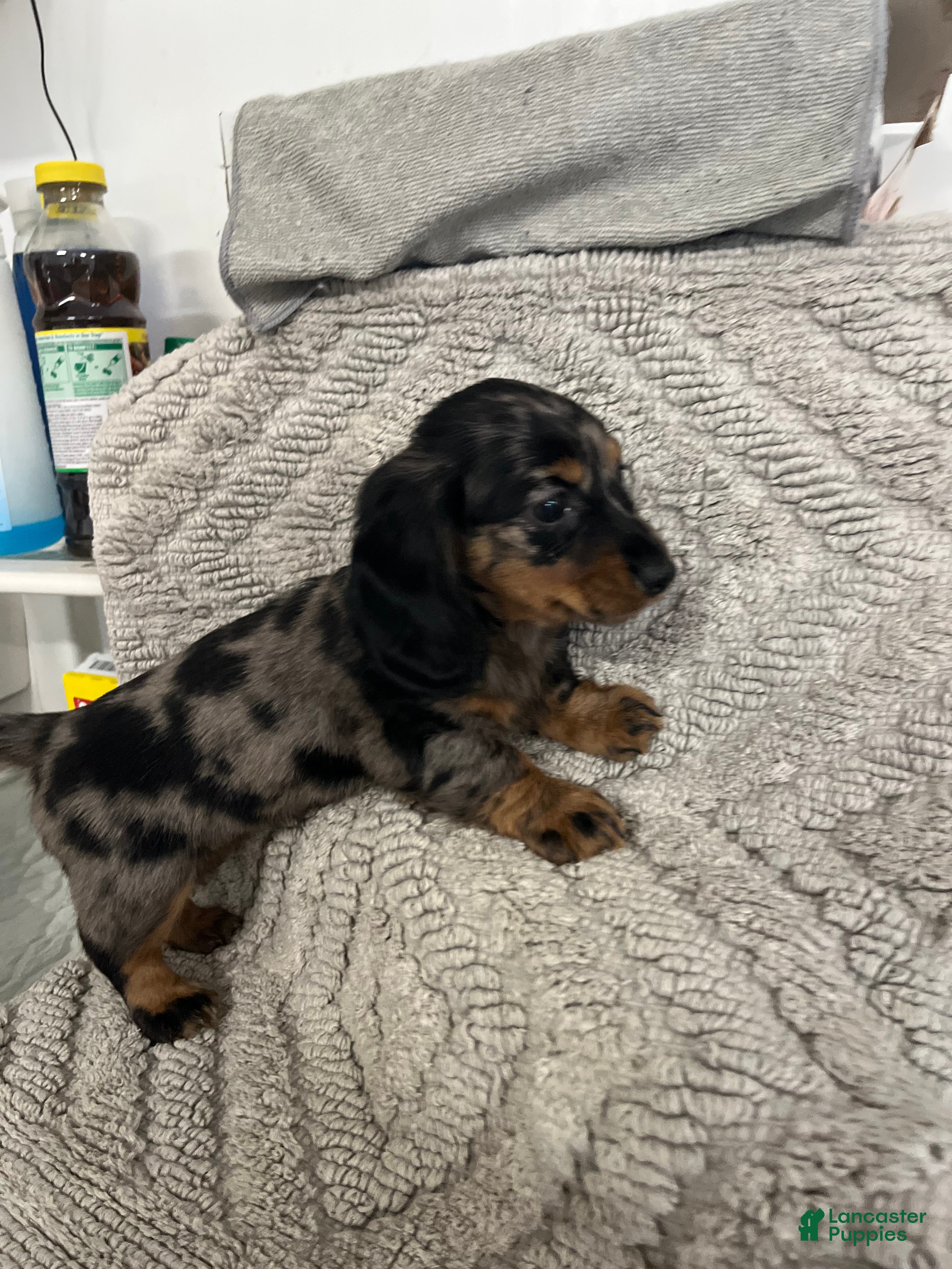 Miniature Dachshund dogs Julia - Ad 17