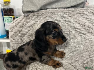 Miniature Dachshund dogs Julia - Ad 20