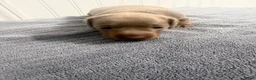 Miniature Dachshund dogs for sale: Miniature Dachshund 1 - Ad 11
