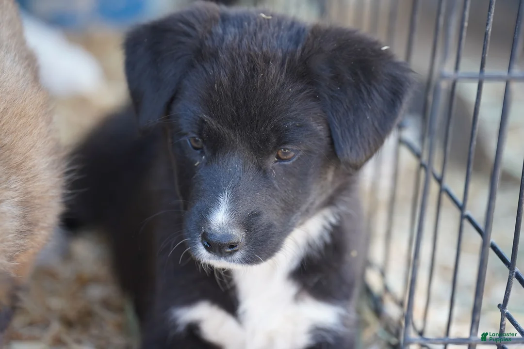 Mixed Breed dogs for sale: Toes M Sylvester - Ad 11