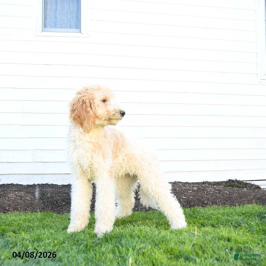 Standard Poodle dogs Maggie - Ad 2