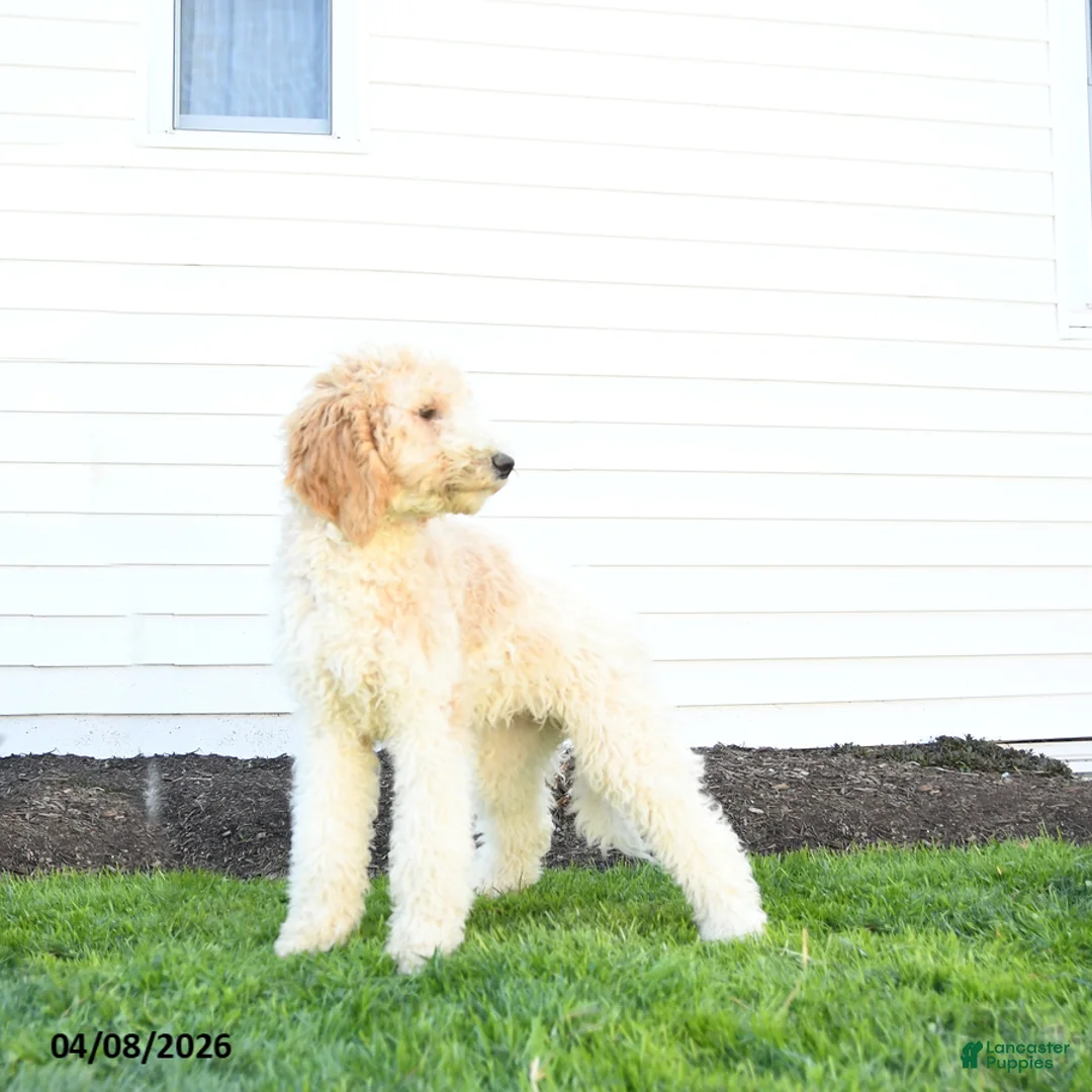 Standard Poodle dogs for sale: Maggie - Ad 2