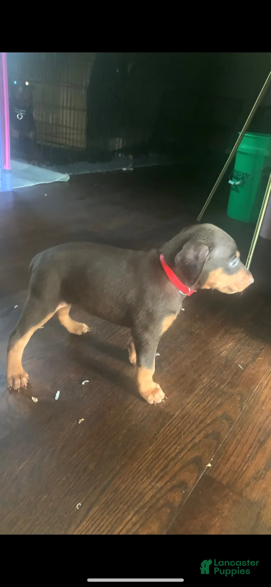 Doberman Pinscher dogs for sale: Red Collar  - Ad 2