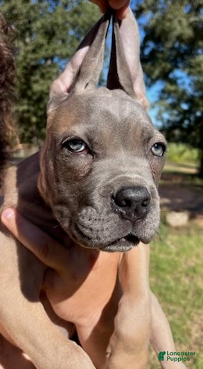 Cane Corso dogs Red Boy - Ad 2
