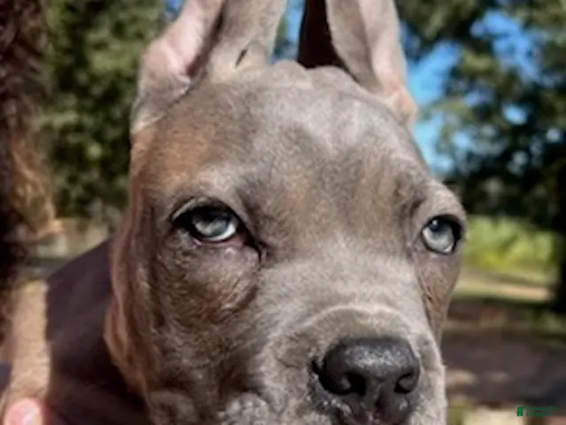 Cane Corso dogs Red Boy - Ad 2