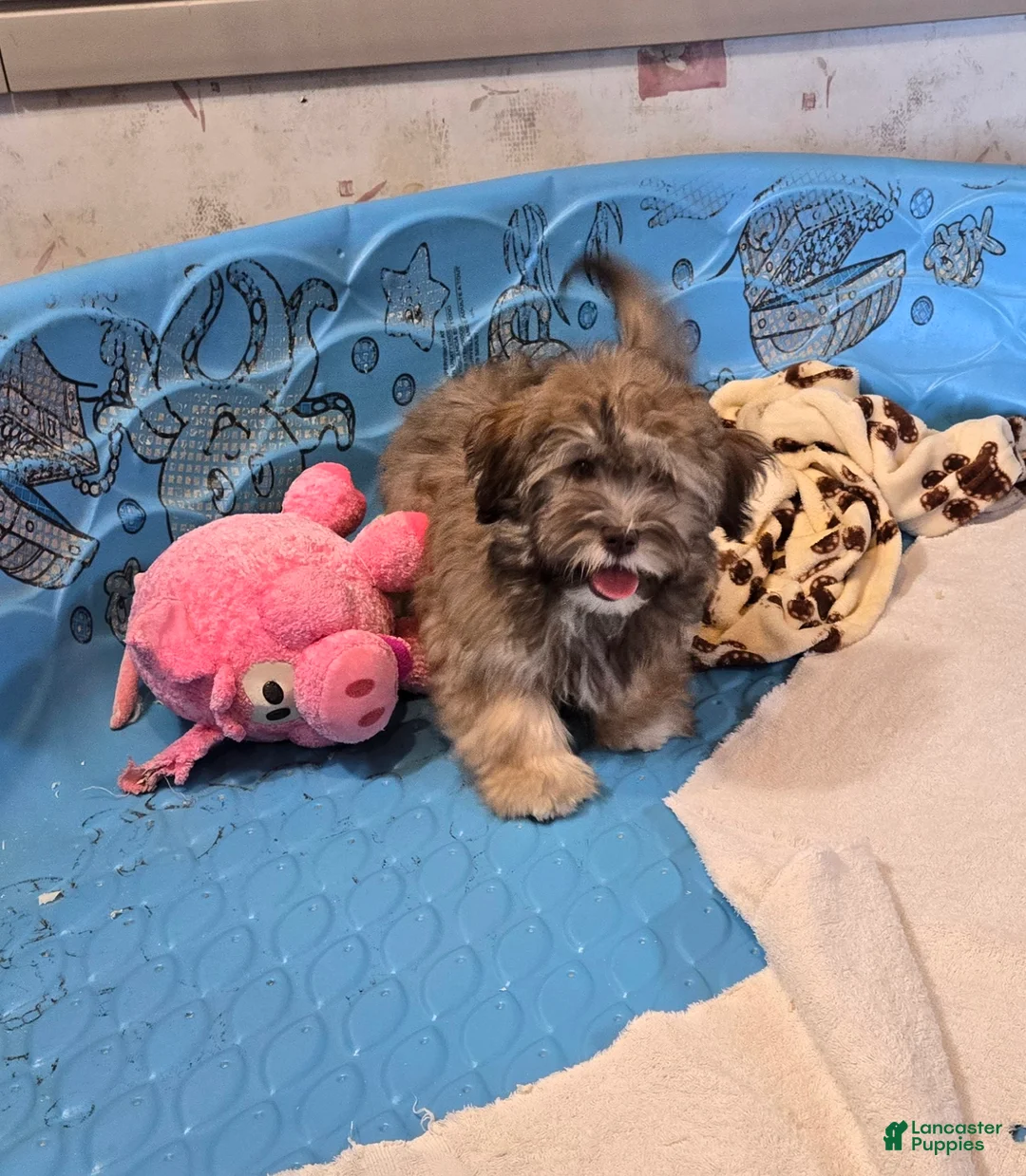 Havanese dogs for sale: Jill - Ad 2