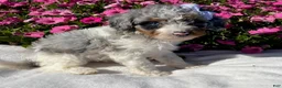 Mini Bernedoodle dogs for sale: Rose - Ad 1