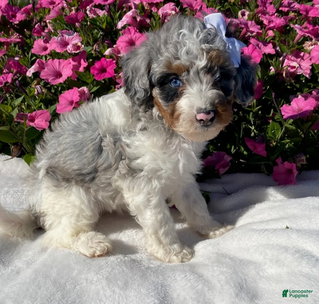 Mini Bernedoodle dogs for sale: Rose - Ad 1