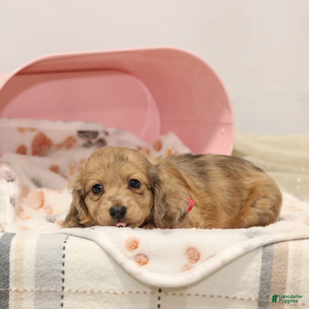 Miniature Dachshund dogs for sale: Goldie - Ad 1
