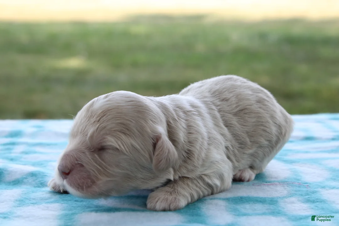 Mini Goldendoodle dogs for sale: Viking - Ad 2