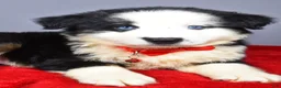 Miniature Australian Shepherd dogs for sale: Oliver - Ad 6