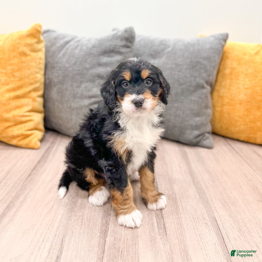 Mini Bernedoodle dogs for sale: Chief - Ad 2