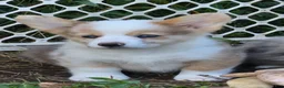 Welsh Corgi Pembroke dogs for sale: Beautiful Bentley  - Ad 25