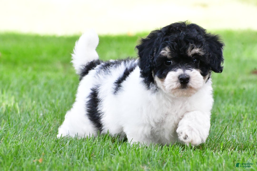 Bichpoo dogs for sale: knox - Ad 10