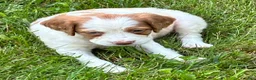 Brittany Spaniel dogs for sale: Hawkeye Holly Girl 3 - Ad 8