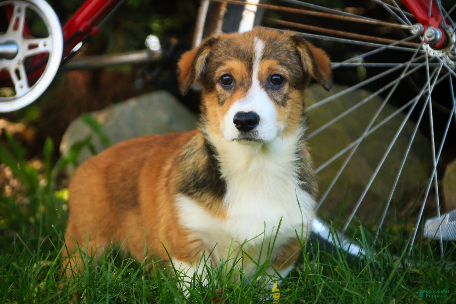 Welsh Corgi Pembroke dogs Apple Jacks Welsh Corgi Pembroke  - Ad 1