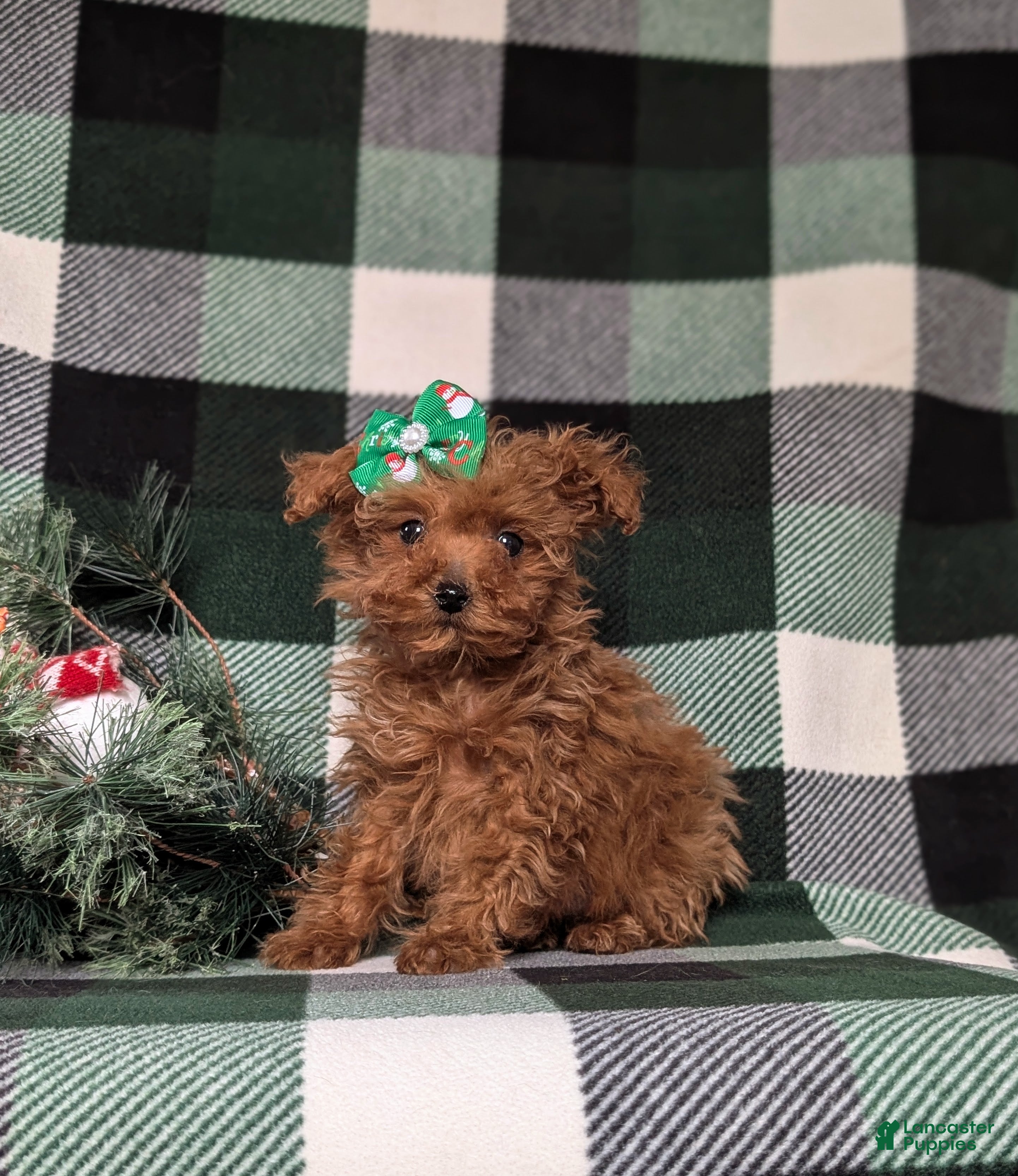 Toy Poodle dogs Tiffany - Ad 8
