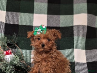 Toy Poodle dogs for sale: Tiffany - Ad 3
