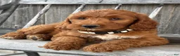 Irish Doodle dogs for sale: Juniper - Ad 11