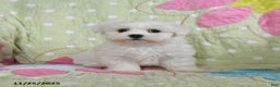 Maltese dogs for sale: Greg - Ad 4
