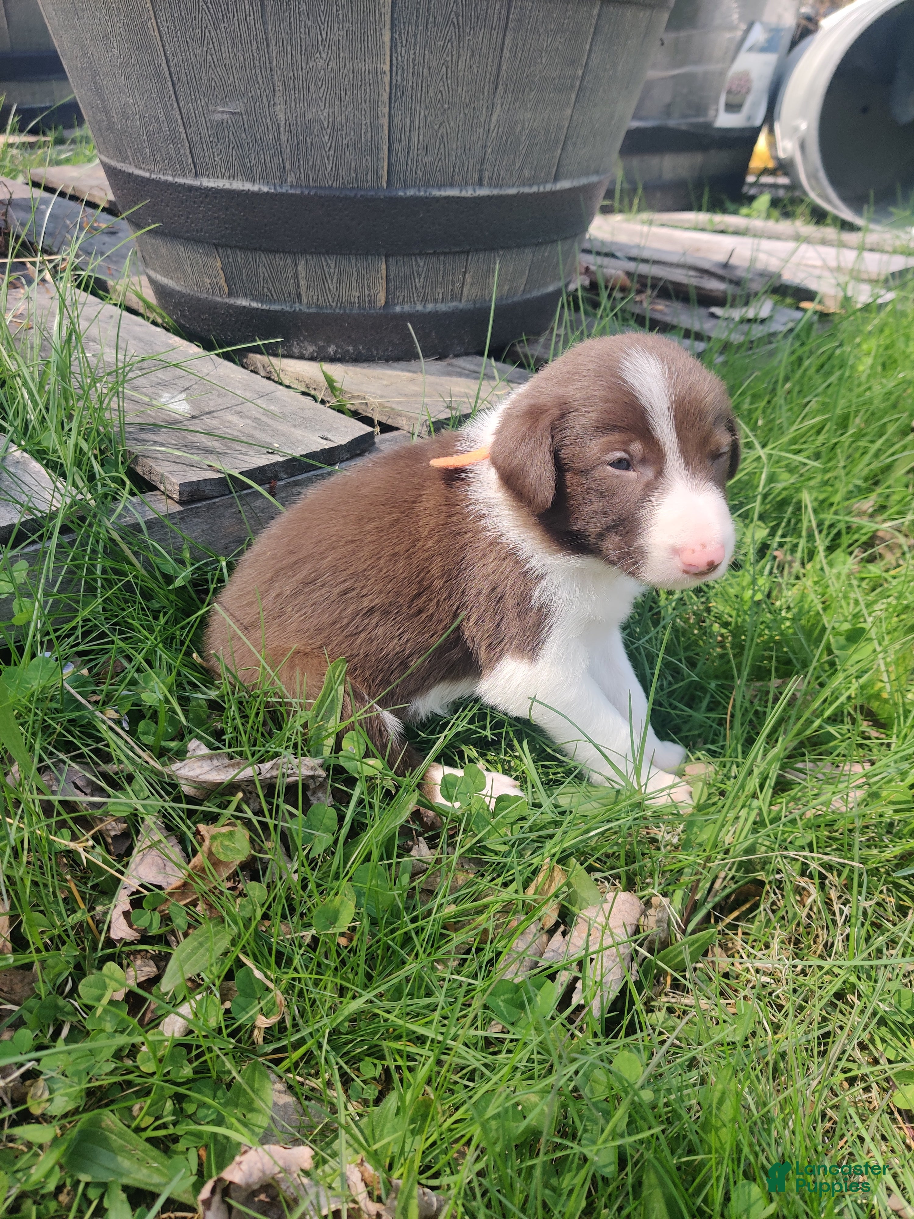 Border Collie dogs Sam - Ad 33
