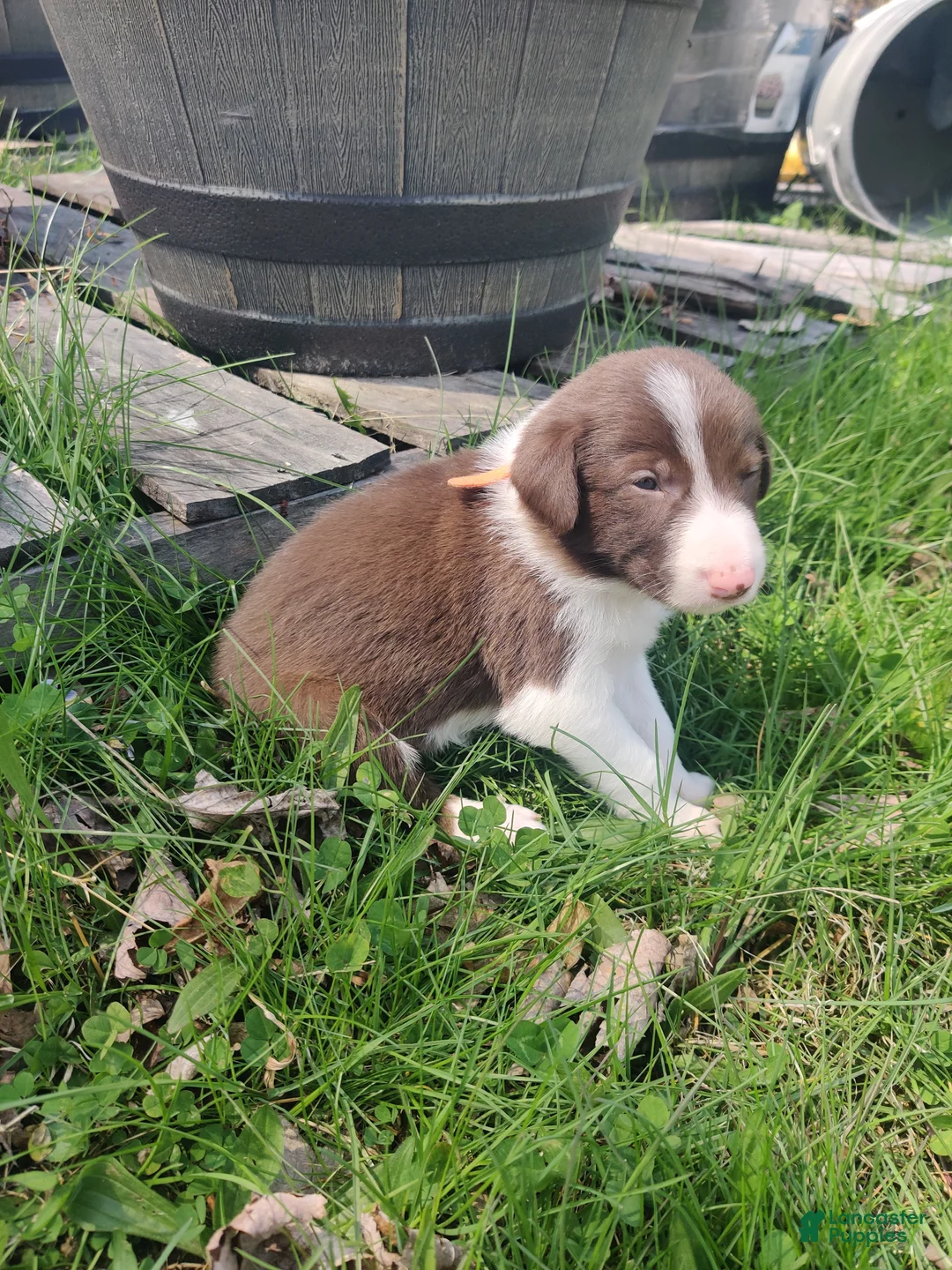 Border Collie dogs for sale: Sam - Ad 1
