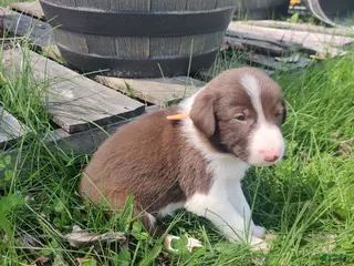 Border Collie dogs Sam - Ad 33