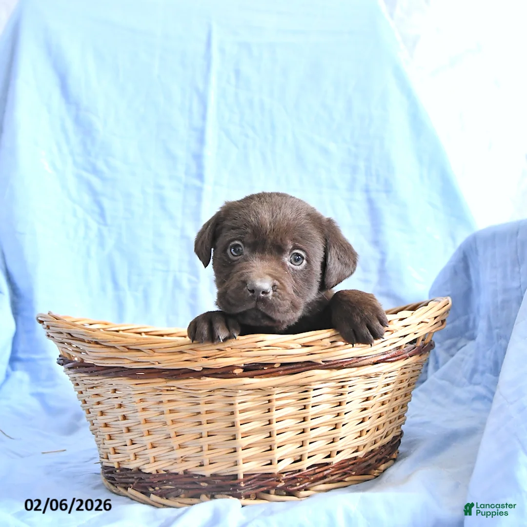 Labrador Retriever dogs for sale: Dixon     EXTRA SMALL - Ad 3