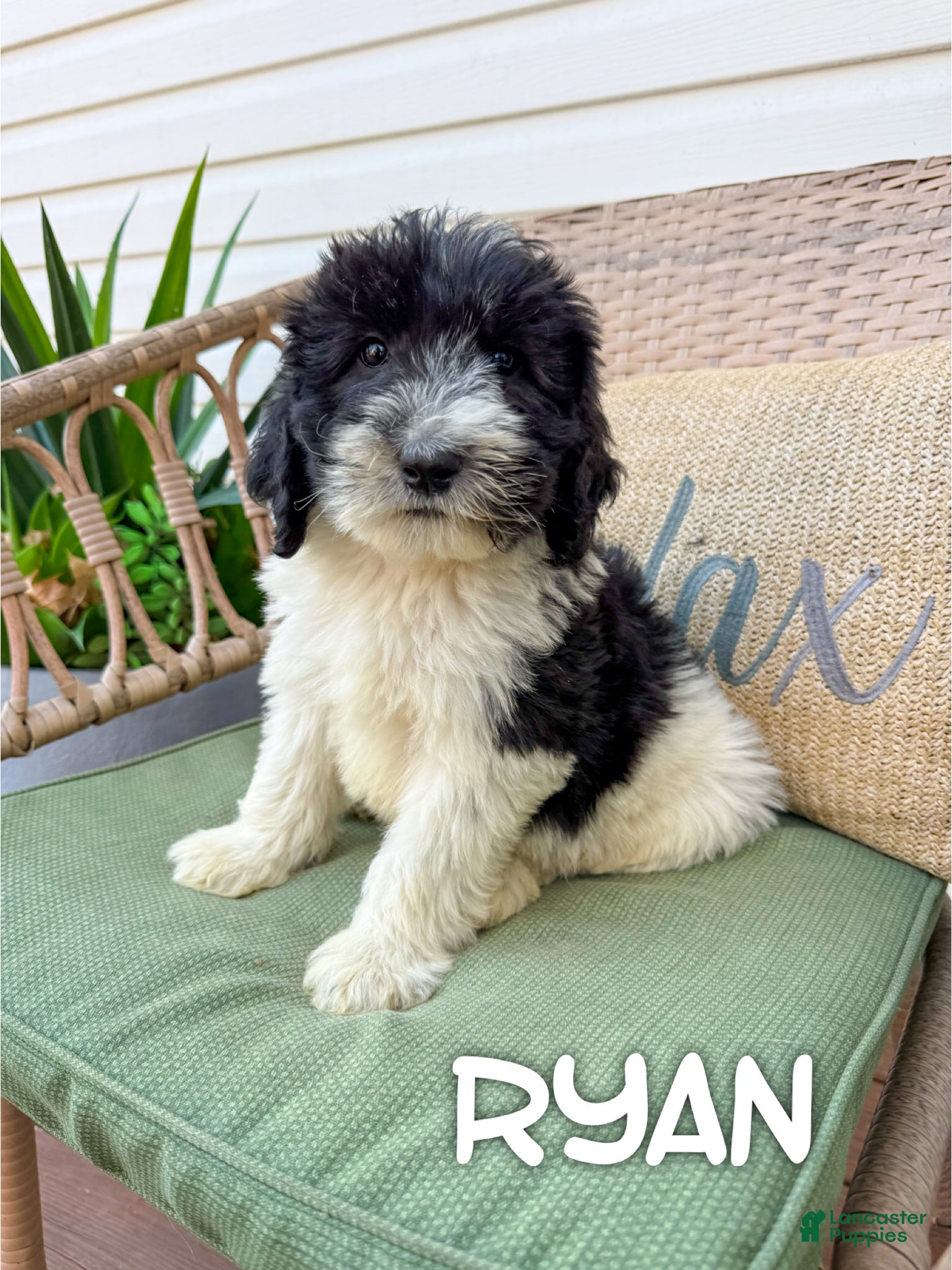 Saint Berdoodles dogs Ryan - Ad 8